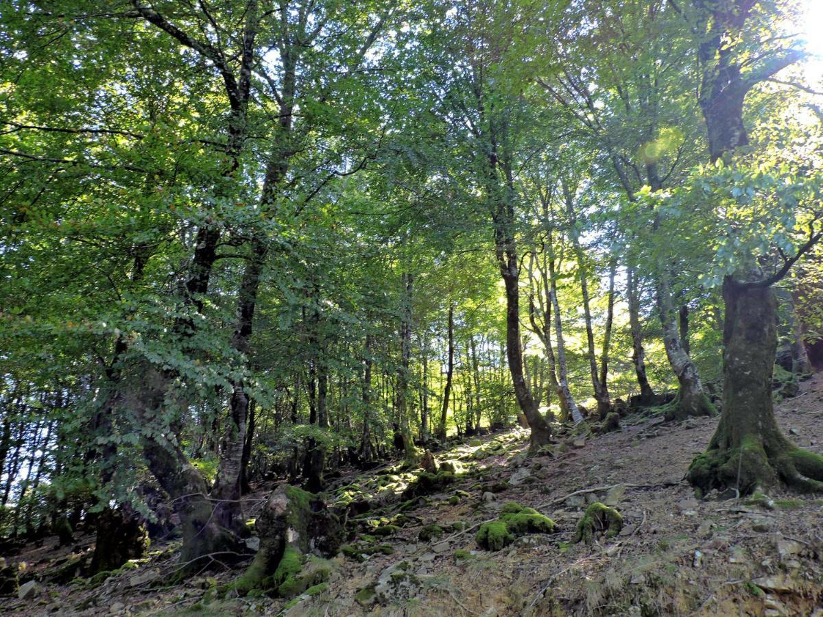 Pedroenea Apartamento Elizondo Exteriör bild